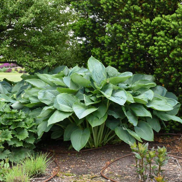 Shadowland® 'Empress Wu' Hosta