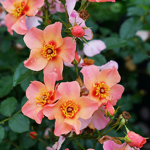 Ringo All-Star™ Rose