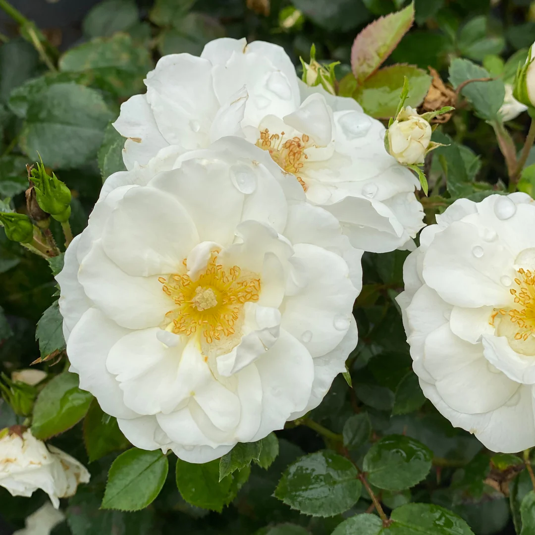 Oso Easy Ice Bay™ Rose