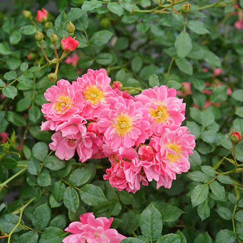 Oso Easy® Double Pink Rose 2 Oso Easy® Double Pink Rose
