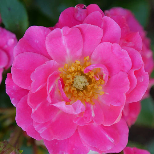 Oso Easy® Double Pink Rose 3 Oso Easy® Double Pink Rose