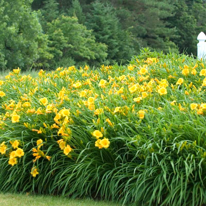 'Stella d'Oro' Daylily 2 'Stella d'Oro' Daylily