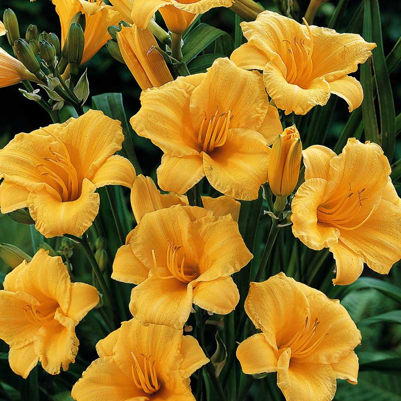 'Stella d'Oro' Daylily 3 'Stella d'Oro' Daylily