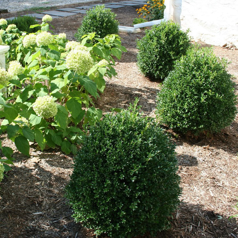 NewGen Independence® Boxwood