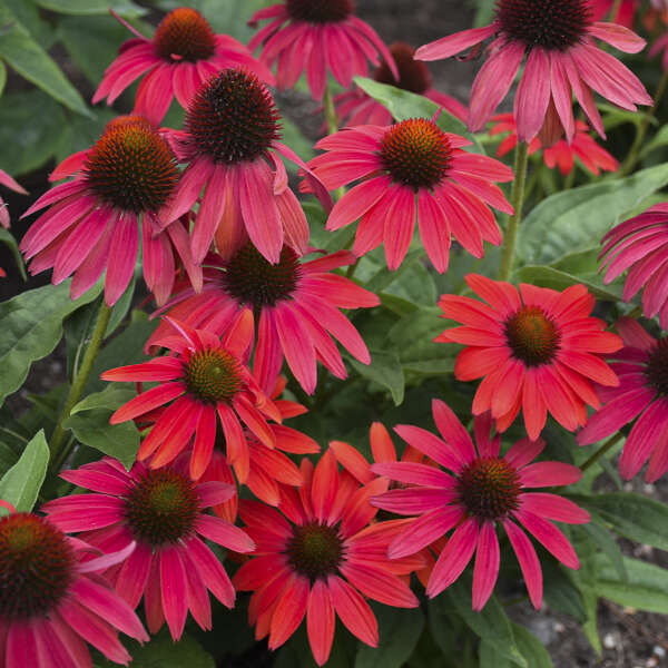 Summersong™ Firefinch™ Coneflower