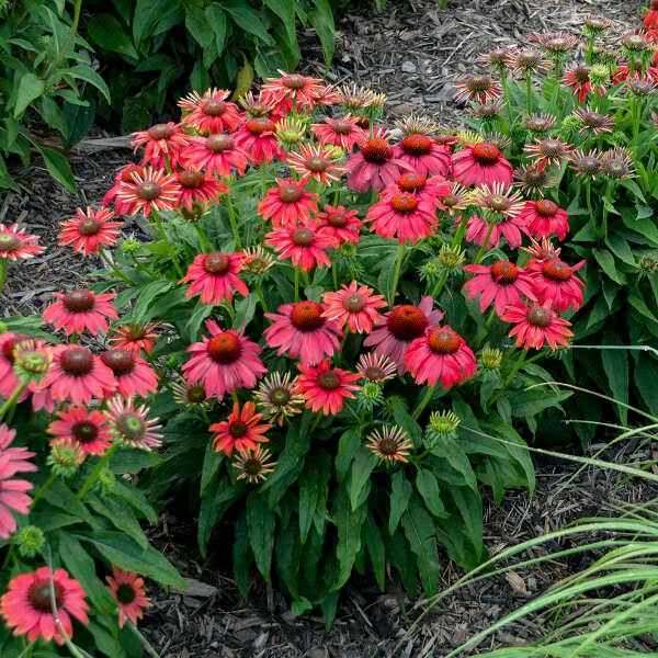 Summersong™ Firefinch™ Coneflower 2 Summersong™ Firefinch™ Coneflower