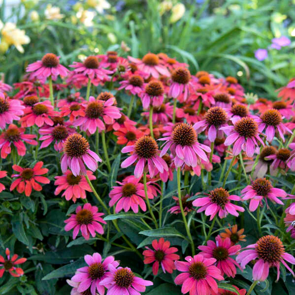 Summersong™ Firefinch™ Coneflower 3 Summersong™ Firefinch™ Coneflower