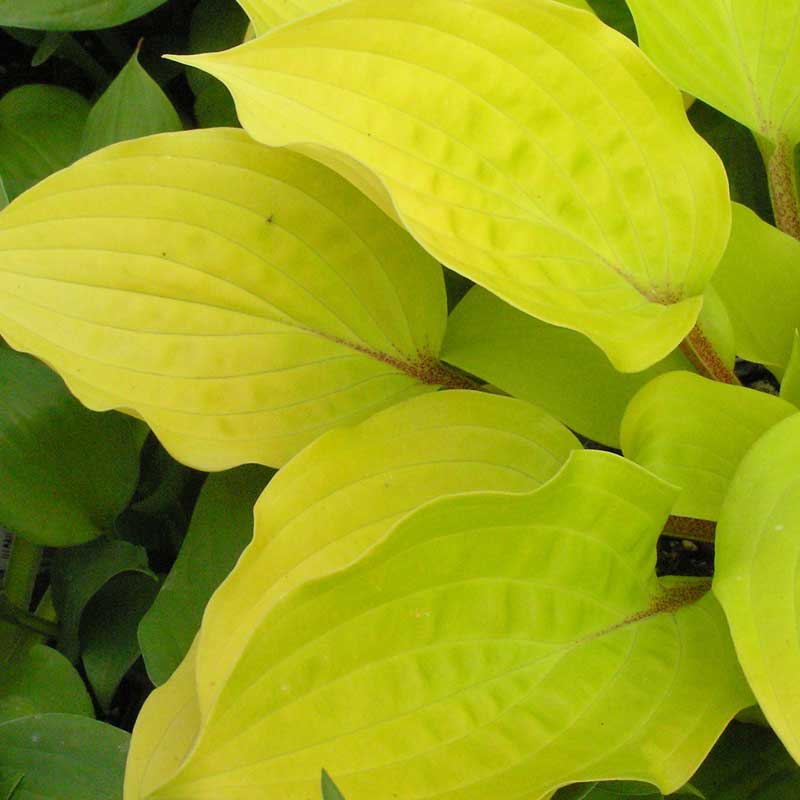 'Fire Island' Hosta 2 'Fire Island' Hosta