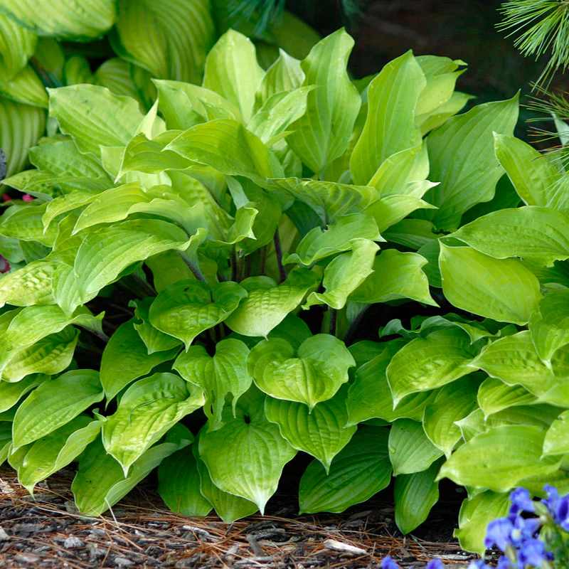 'Fire Island' Hosta 3 'Fire Island' Hosta