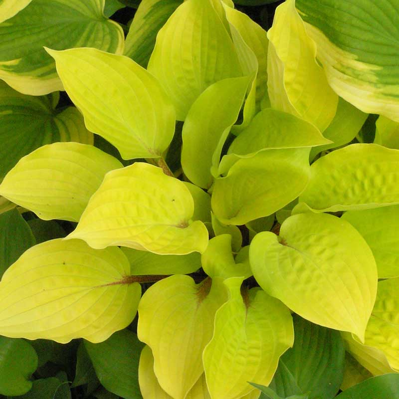 'Fire Island' Hosta 4 'Fire Island' Hosta