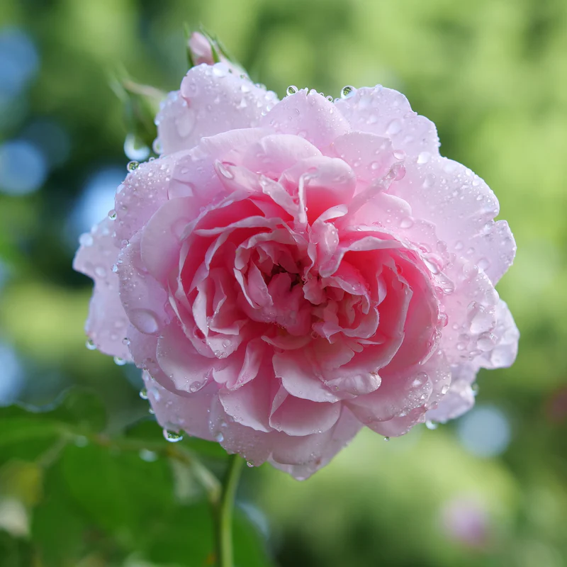Reminiscent™ Pink Rose 2 Reminiscent™ Pink Rose