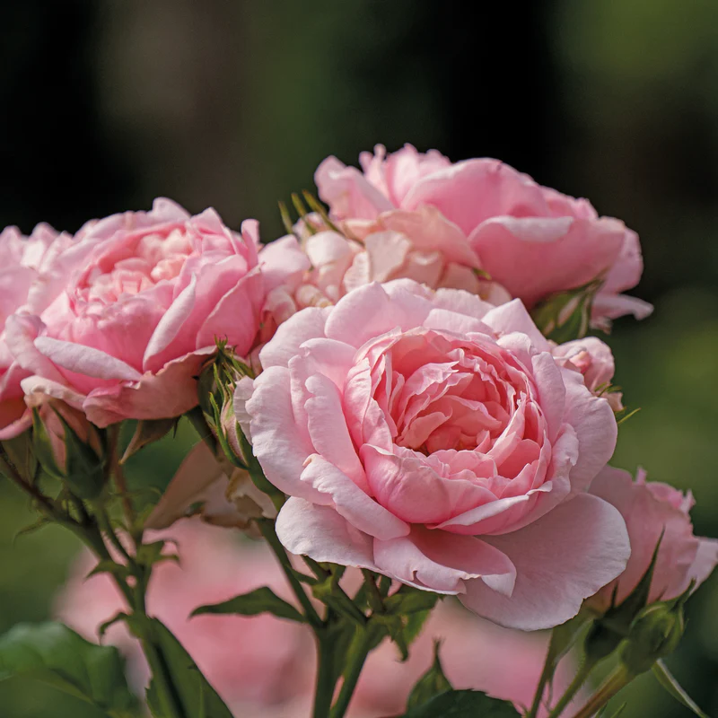 Reminiscent™ Pink Rose 3 Reminiscent™ Pink Rose