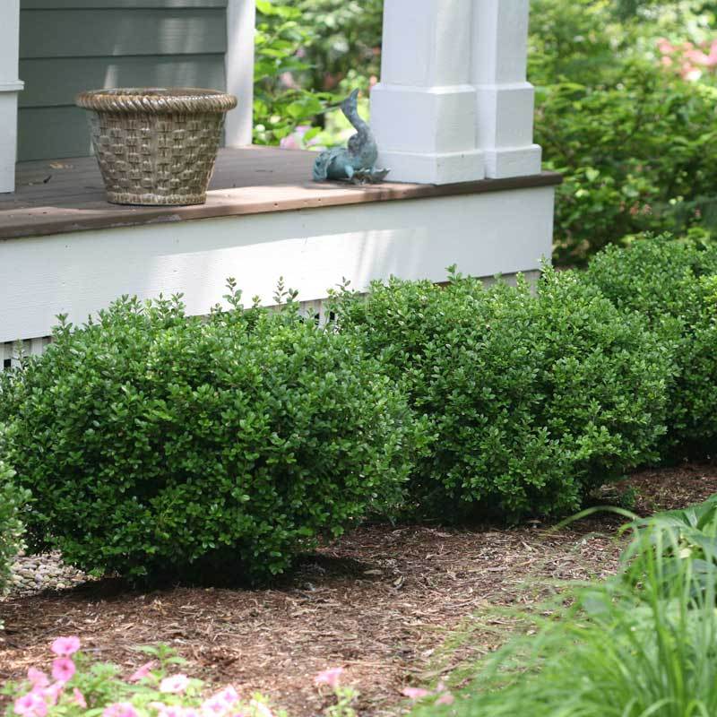 Sprinter® Boxwood