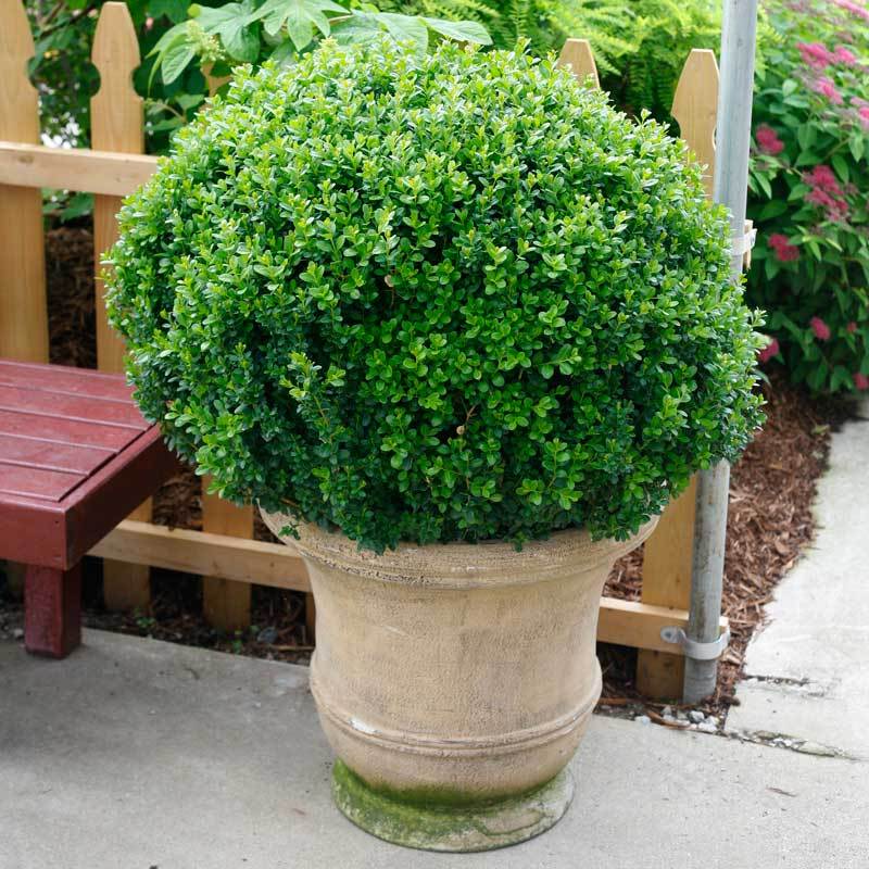 Sprinter® Boxwood 2 Sprinter® Boxwood
