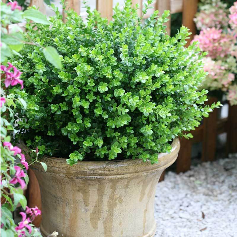 Sprinter® Boxwood 3 Sprinter® Boxwood
