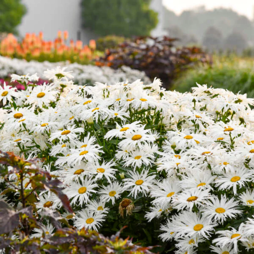 Amazing Daisies® 'Spun Silk' Shasta Daisy