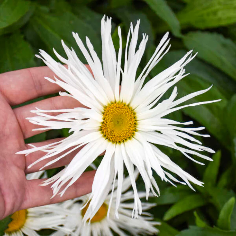Amazing Daisies® 'Spun Silk' Shasta Daisy 2 Amazing Daisies® 'Spun Silk' Shasta Daisy