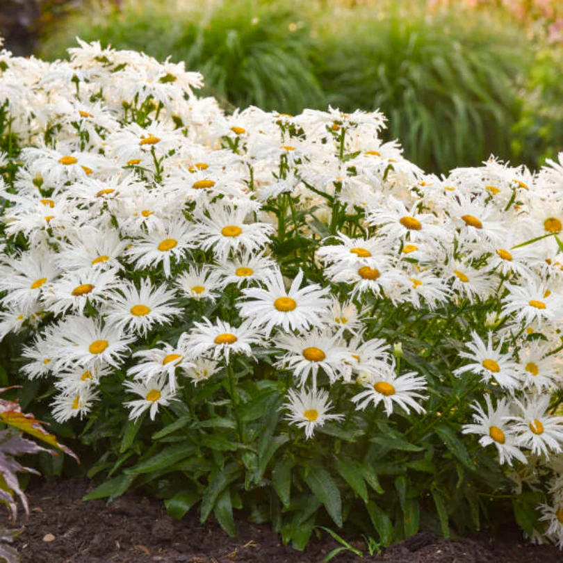 Amazing Daisies® 'Spun Silk' Shasta Daisy 3 Amazing Daisies® 'Spun Silk' Shasta Daisy
