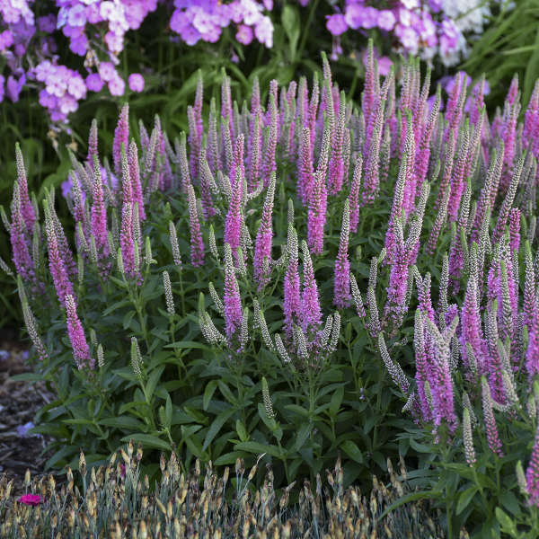 Magic Show® 'Pink Potion' Spike Speedwell
