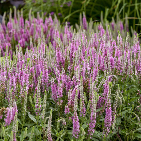 Magic Show® 'Pink Potion' Spike Speedwell 2 Magic Show® 'Pink Potion' Spike Speedwell