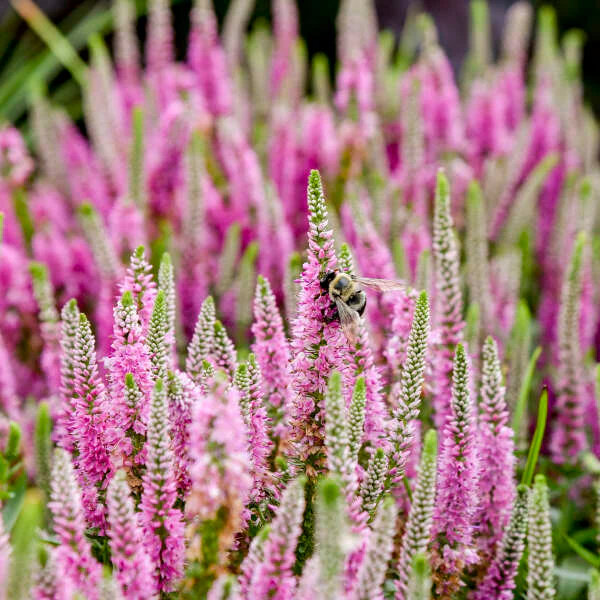 Magic Show® 'Pink Potion' Spike Speedwell 3 Magic Show® 'Pink Potion' Spike Speedwell