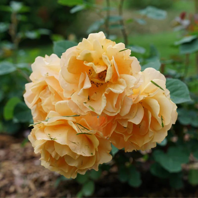 Rise Up Amberness™ Climbing Rose