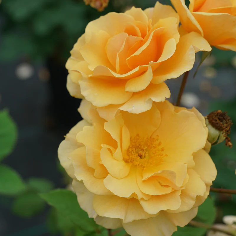 Rise Up Amberness™ Climbing Rose 2 Rise Up Amberness™ Climbing Rose