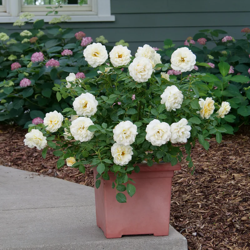 Reminiscent™ Crema Rose 2 Reminiscent™ Crema Rose