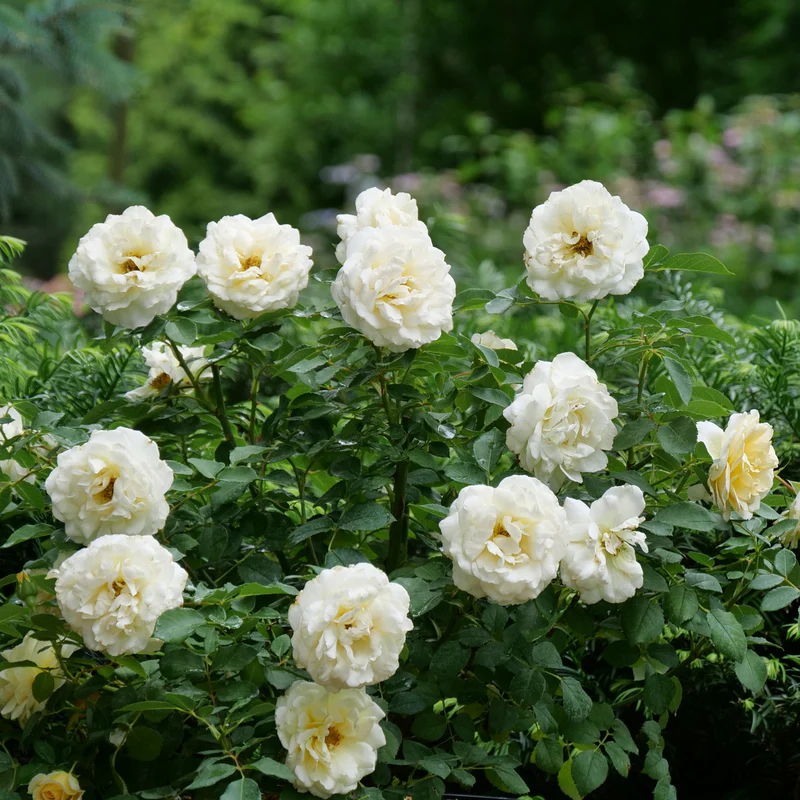 Reminiscent™ Crema Rose 3 Reminiscent™ Crema Rose