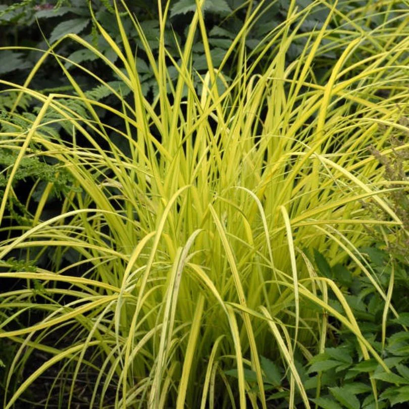 'Bowles Golden' Sedge