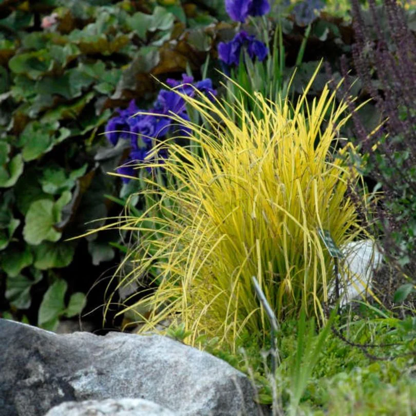 'Bowles Golden' Sedge 2 'Bowles Golden' Sedge