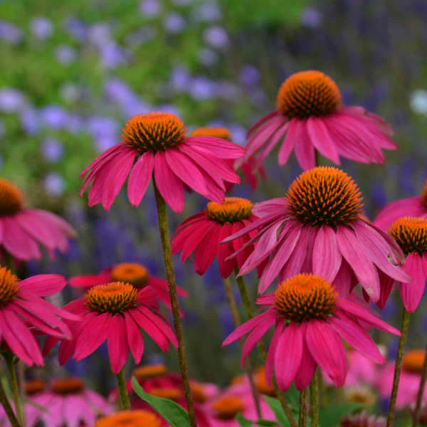 PowWow® Wild Berry Coneflower