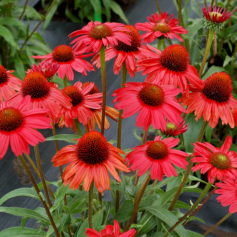 Kismet® Red Coneflower