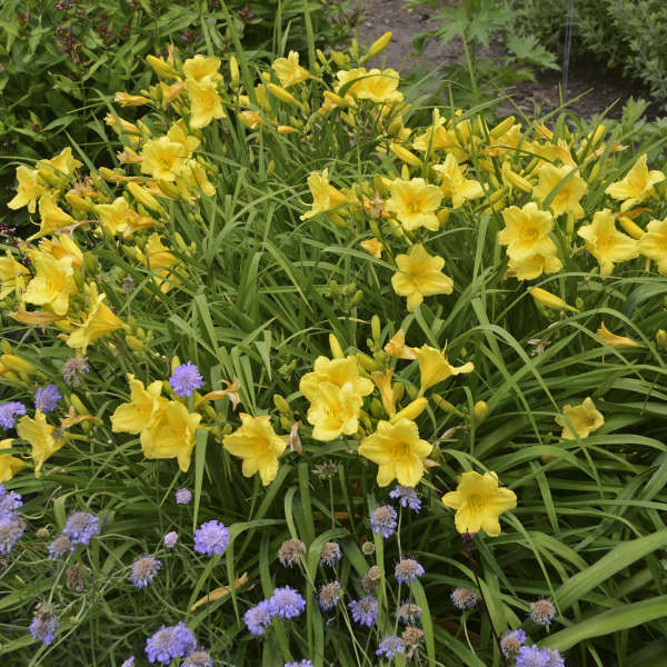 'Happy Returns' Daylily 2 'Happy Returns' Daylily