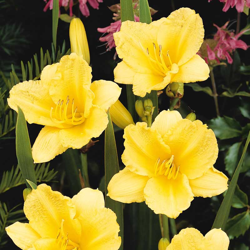 'Happy Returns' Daylily 3 'Happy Returns' Daylily