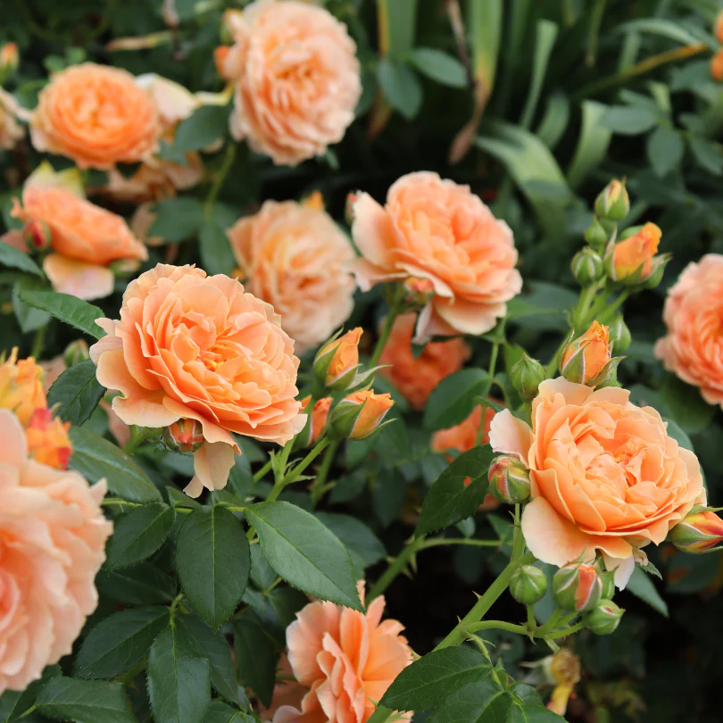 At Last® Rose