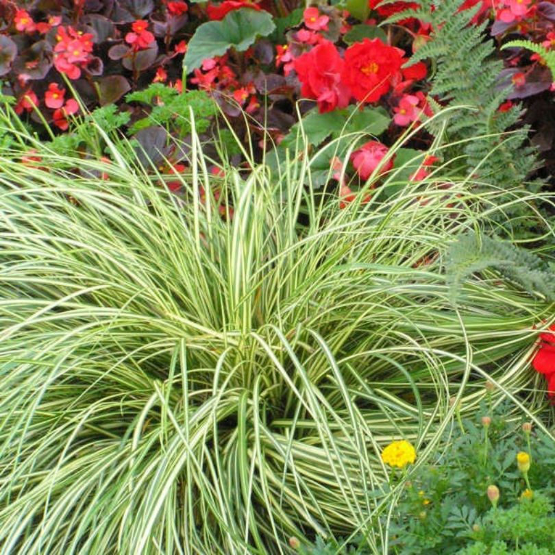 'Evergold' Sedge