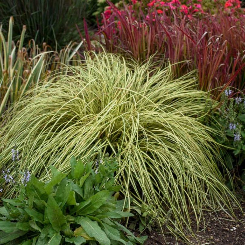 'Evergold' Sedge 2 'Evergold' Sedge