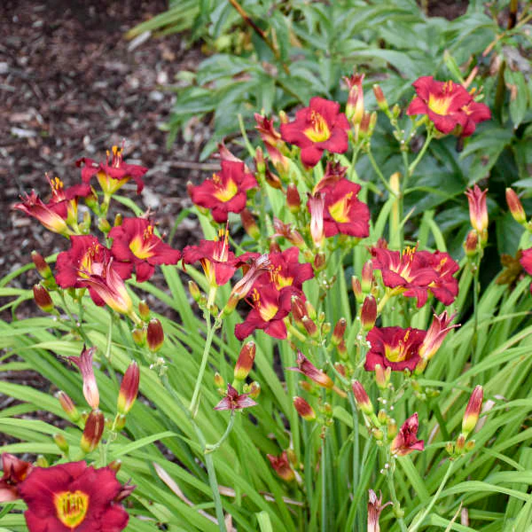 'Pardon Me' Daylily