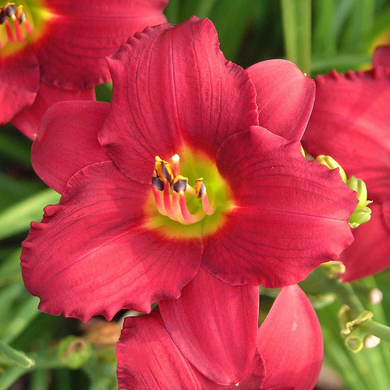 'Pardon Me' Daylily 2 'Pardon Me' Daylily