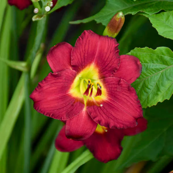 'Pardon Me' Daylily 3 'Pardon Me' Daylily