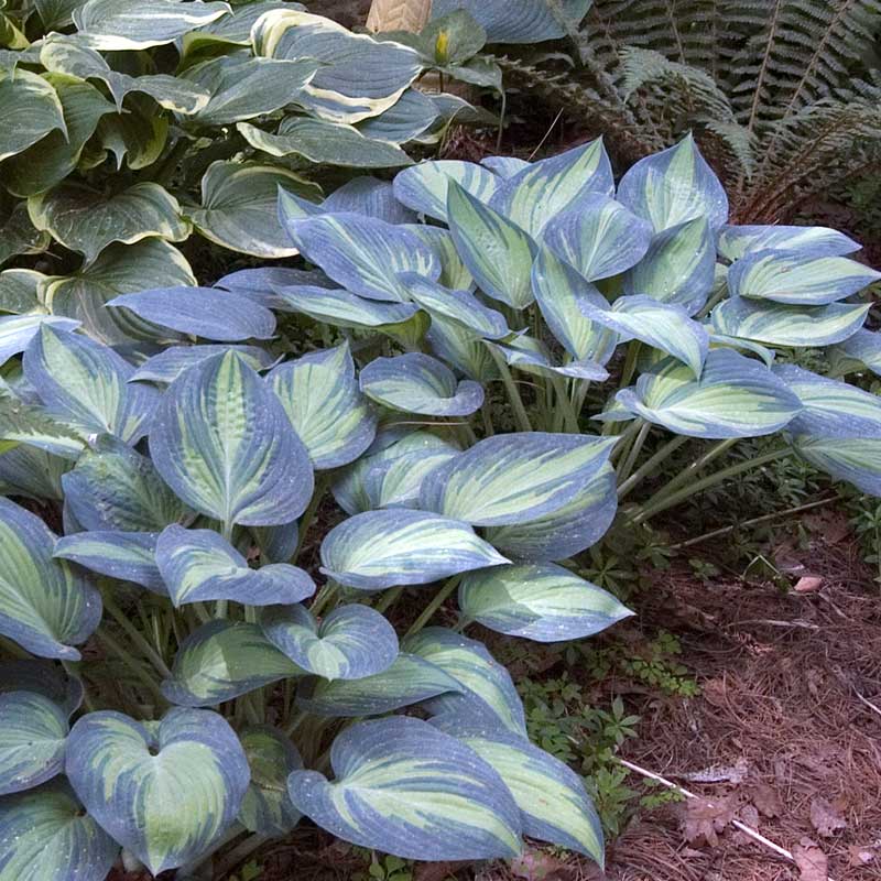 'June' Hosta 2 'June' Hosta