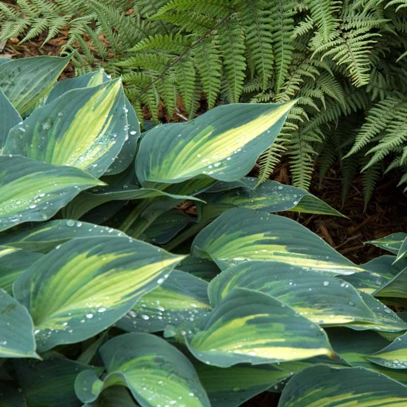 'June' Hosta 3 'June' Hosta
