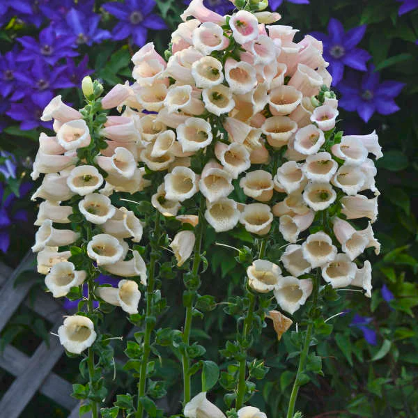 'Dalmatian Peach' Foxglove
