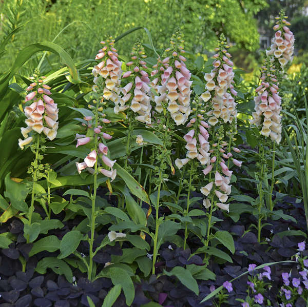 'Dalmatian Peach' Foxglove 2 'Dalmatian Peach' Foxglove