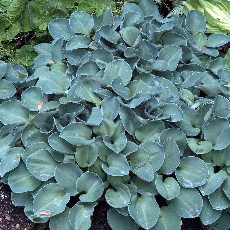'Blue Mouse Ears' Hosta 2 'Blue Mouse Ears' Hosta