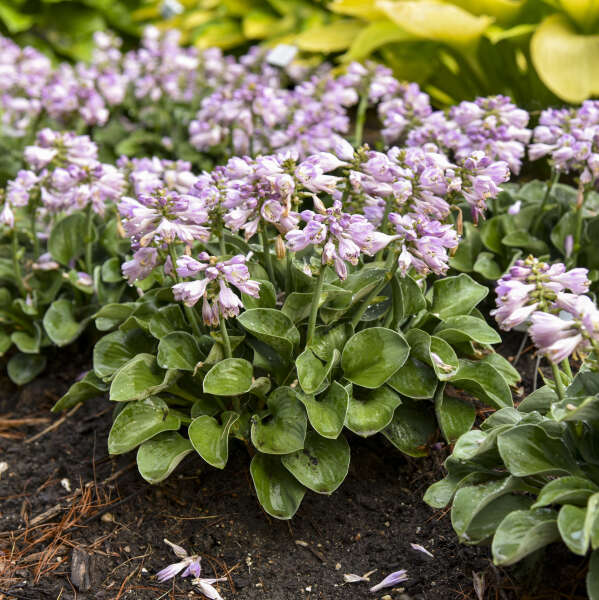 'Blue Mouse Ears' Hosta 3 'Blue Mouse Ears' Hosta
