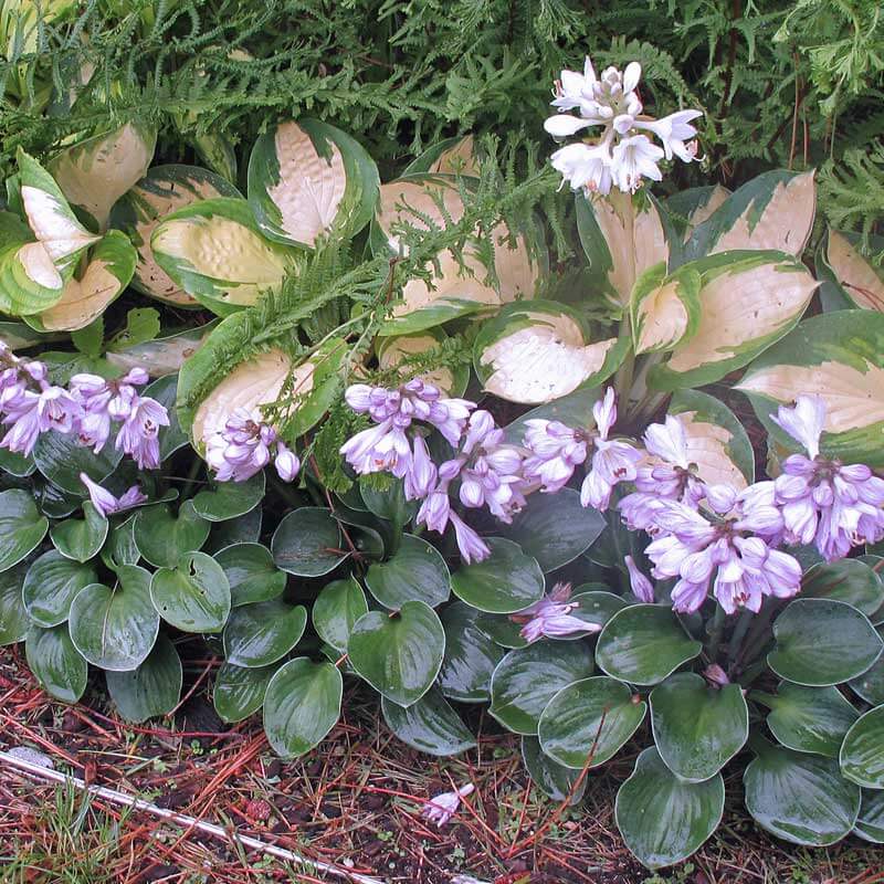 'Blue Mouse Ears' Hosta 4 'Blue Mouse Ears' Hosta