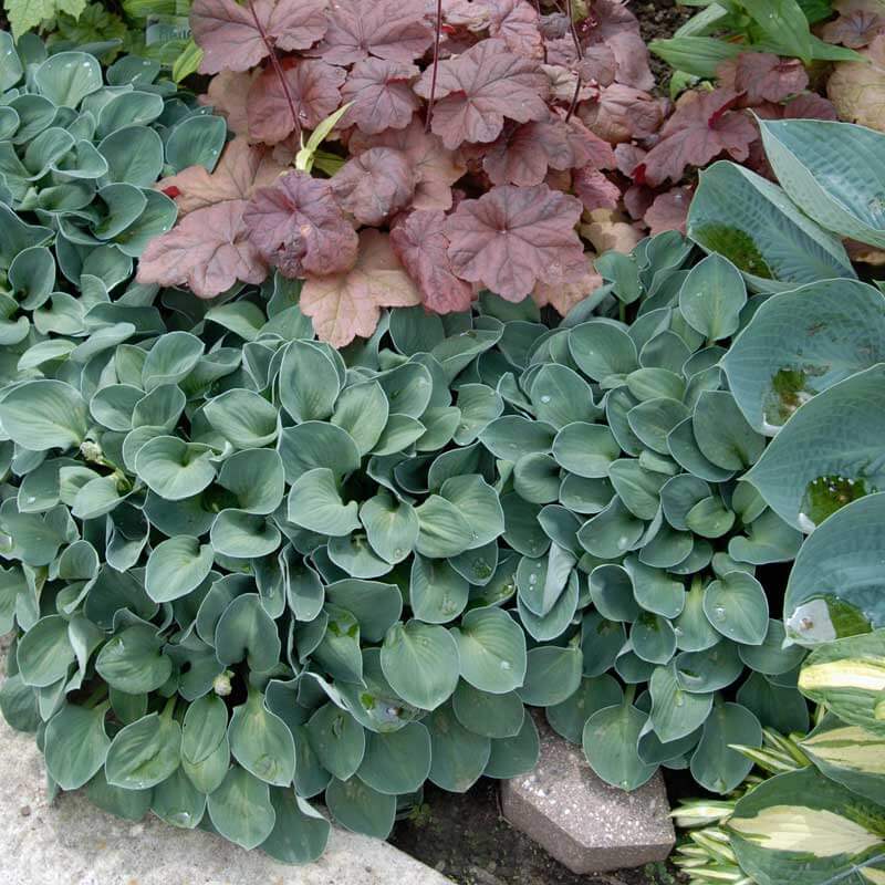 'Blue Mouse Ears' Hosta 5 'Blue Mouse Ears' Hosta