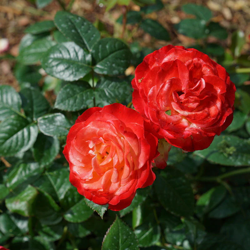 Oso Easy En Fuego™ Rose